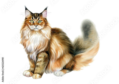 Maincoon cat portrait watercolor photo