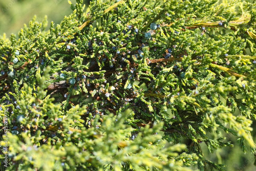 A closeup shot of a juniper plant with blue cones on it