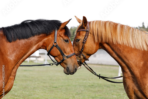 Two red-brown horses opposite each other