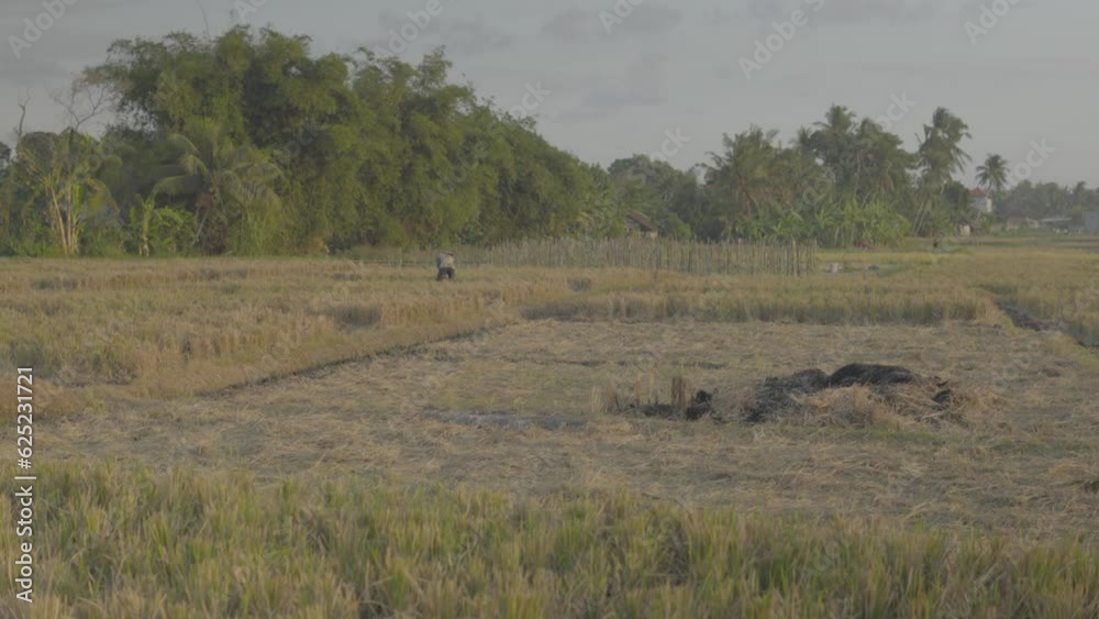 a man working in the field in Asia a man working in the field in Asia