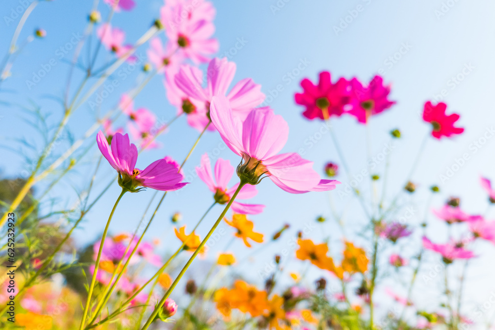 Pink cosmos flower field in garden.