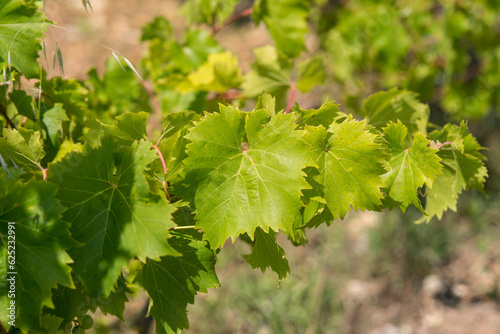 Vigne vignoble du cote de Niort (ID: 625232991)