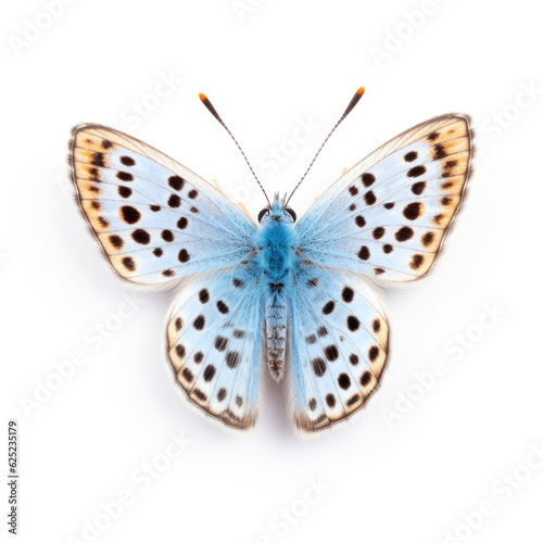 Argynnis paphia butterfly  isolated on white background  top view,generative ai