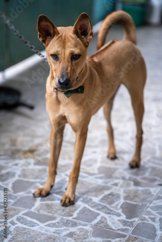 Fototapeta Naklejka Na Ścianę i Meble -  A lonely cute brown dog sitting on yard with blurry background
