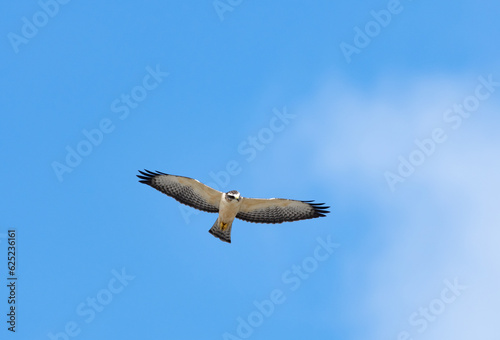 Short-tailed hawk soaring in the blue sky hunting for food.
