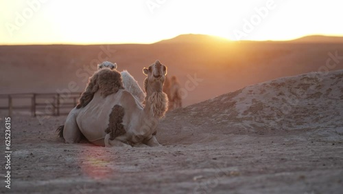 Camels in the desert in Saudi Arabia photo