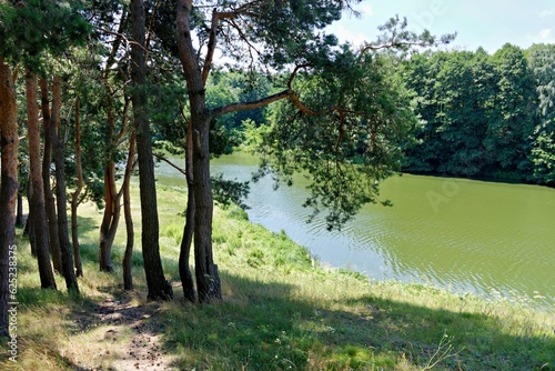 Fototapeta Naklejka Na Ścianę i Meble -  trees on the river bank