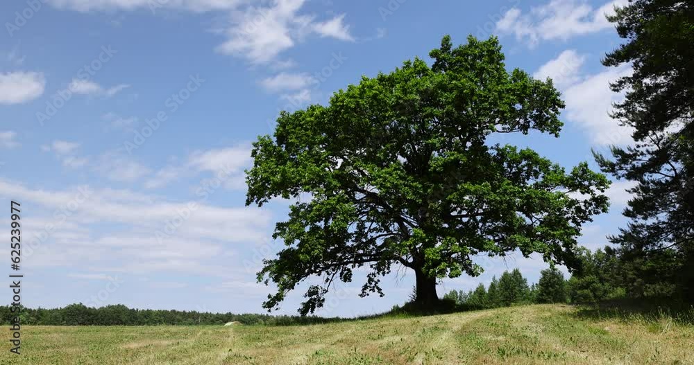 old tall oak with green foliage during drought, old oak in the hot summer season old tall oak with green foliage during drought, old oak in the hot summer season