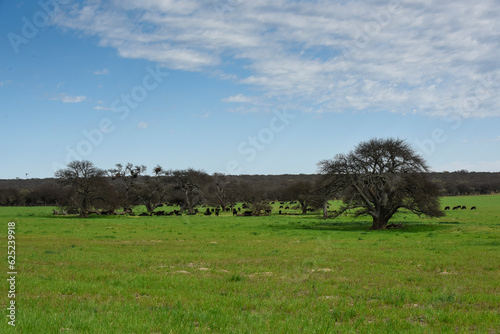 Lonely tree in Pampas Landscape, La Pampa province, Patagonia, Argentina