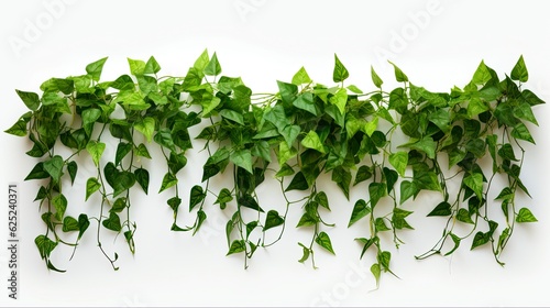 Climbing Plant Ivy Creeper on White Wall. 3D Illustration of Green Botanical Vine for Decoration and Landscaping: Generative AI