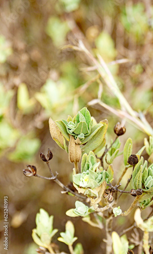 Cistus albidus en la provincia de Tarragona, Catalunya, España, Europa
 photo