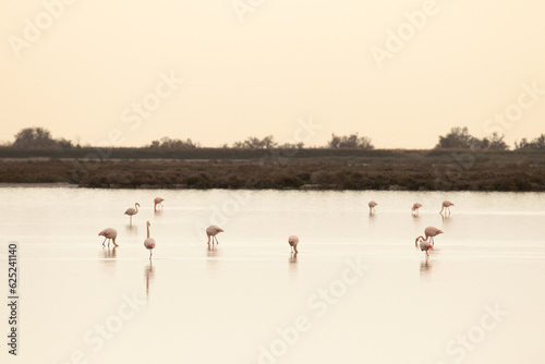 flock of flamingos in a lake during sunset 