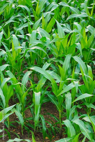 Green corn field at summer, closeup of corn field. Nature background