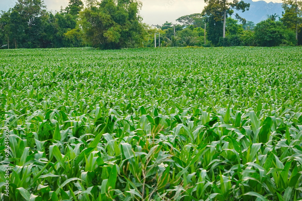Green corn field at summer, closeup of corn field. Nature background Green corn field at summer, closeup of corn field. Nature background