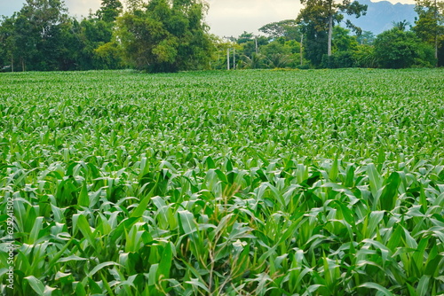 Green corn field at summer  closeup of corn field. Nature background