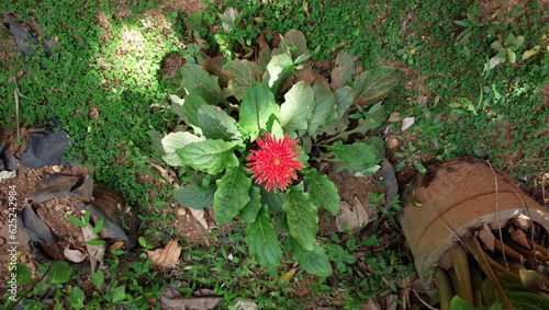  Babandesiya Red flower photo