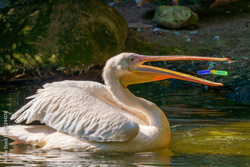 A plastic bottle in the mouth of a pelican bird (the problem of plastic water pollution). Unhappy bird can swallow debris and die.