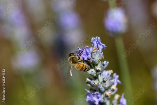A western Honey bee (Apis mellifera) collecting pollen from Lavender flowers (Lavandula). © Andy Jenner 