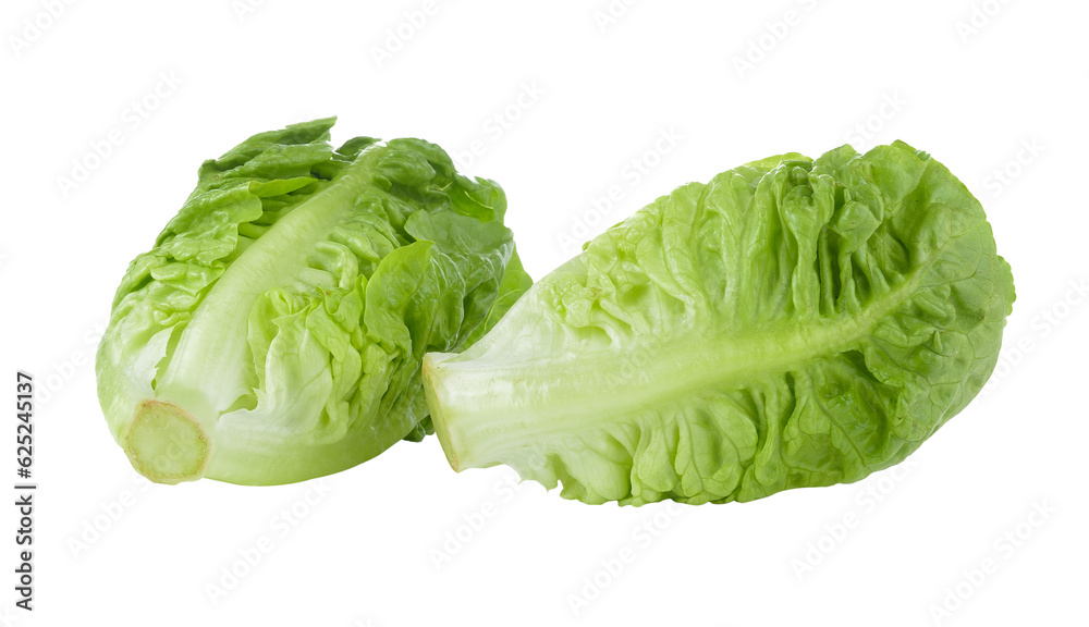 fresh baby cos (lettuce) on  transparent png