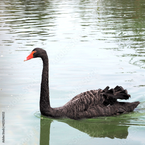 Fototapeta Naklejka Na Ścianę i Meble -  a black swan with a red beak swims in the lake on a sunny day. wildlife. bird