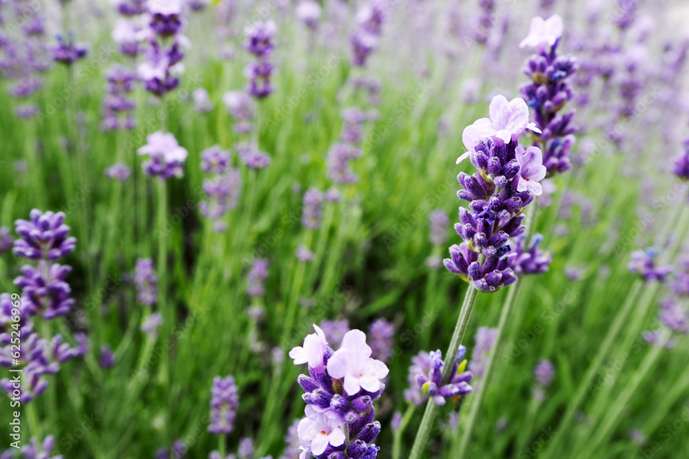 Naklejka premium Close up bright purple lavender flowers. Lavender field near. Purple lavender blossoms on a green background. Nature. calendar . poster