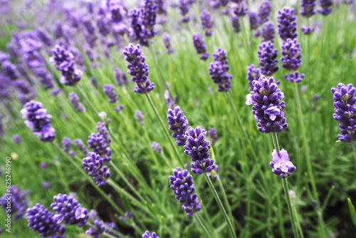 Close up bright purple lavender flowers. Lavender field near. Purple lavender blossoms on a green background. Nature. calendar