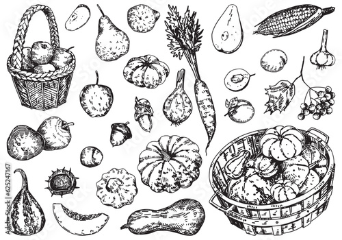 Outline clipart set of autumn vegetables and fruits. Doodles of fall harvest. Hand drawn vector illustrations collection isolated on white.
