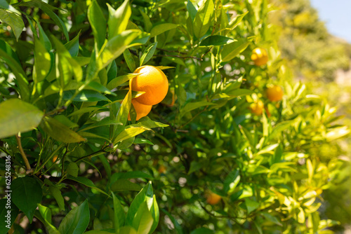 Beautiful Healthy organic juicy orange growing in Sunny Orchard close to the mountains. Organic citrus fruits. 