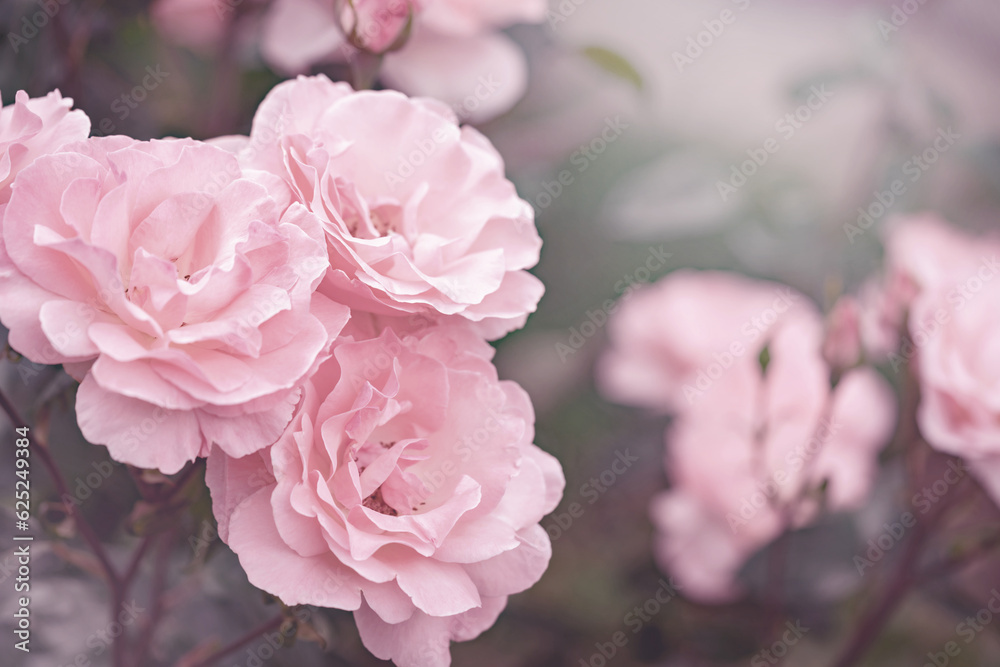 Pink rose flowers Pink rose flowers