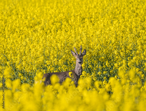 Im Rapsfeld verschlafen