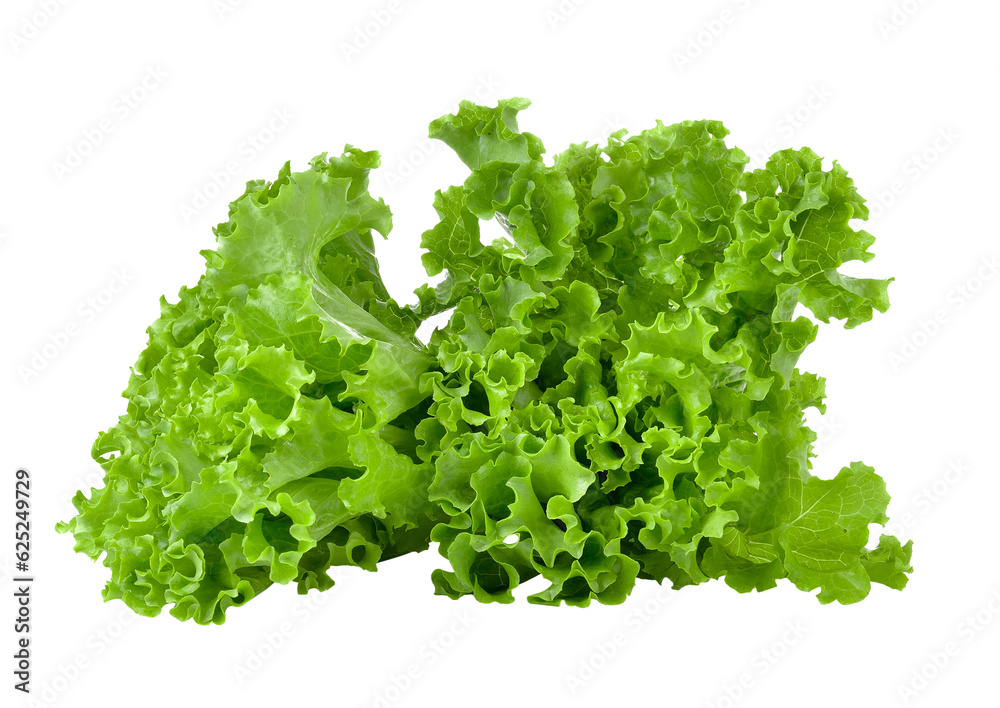 Fresh green lettuce isolated on transparent png Fresh green lettuce isolated on transparent png