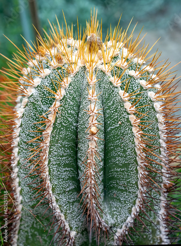  cactus Astrophytum ornatum from Mexico photo