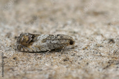 Closeup on the brown, chestnut tortrix, marbled piercer micro moth, Cydia splendana sitting on wood