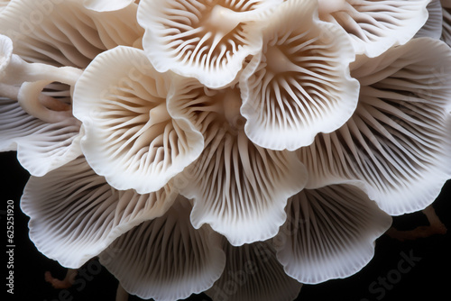 Beautiful white forest mushrooms - Mucidula mucida, Oudemansiella mucida, commonly known as porcelain fungus. High quality photo © Starmarpro