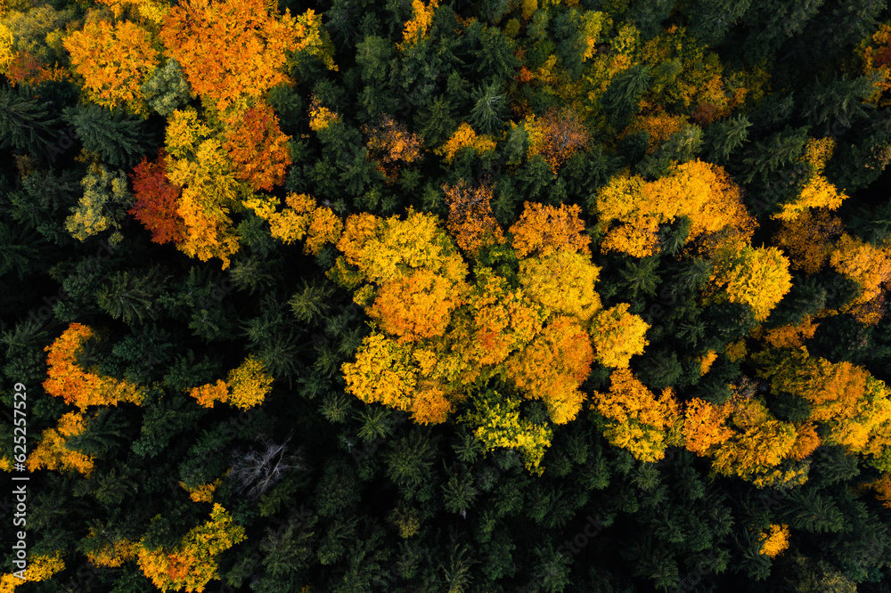 Aerial view of vibrant autumn forest with falling leaves Aerial view of vibrant autumn forest with falling leaves