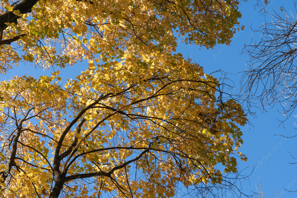 Beautiful branchs of maple tree with yellow bright leaves in blue sky background. Early autumn time. Lush gold foliage by soft sunlight. Orange nature background. Warm weather in sunny day. Beautiful branchs of maple tree with yellow bright leaves in blue sky background. Early autumn time. Lush gold foliage by soft sunlight. Orange nature background. Warm weather in sunny day.