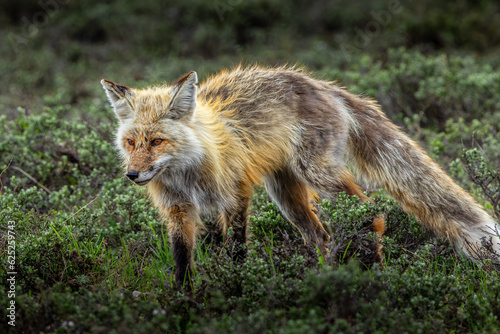 red fox in the wild © Geoffrey Tipton