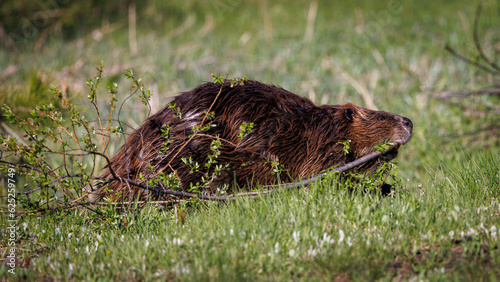 Adult beaver with tree branch