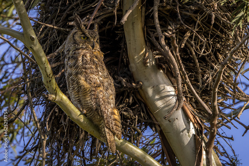 great horned owl on a branch