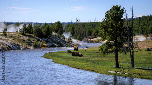 Yellowstone river with bison and geyser