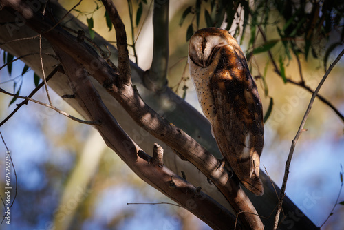 Barn owl on a branch