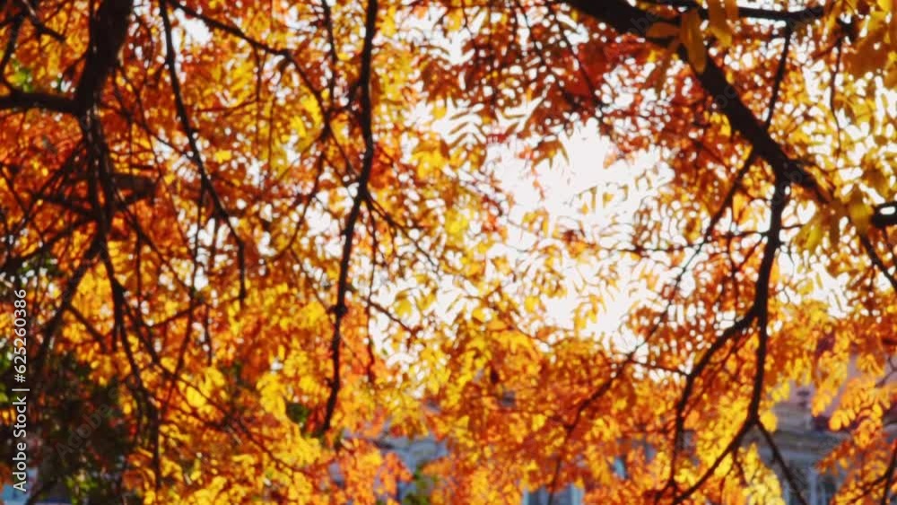 Slow motion, sunburst breaks through the red foliage of autumn rowan tree in city landscape. Sunbeams shine across branches mountain ash on autumn day. Slow motion, sunburst breaks through the red foliage of autumn rowan tree in city landscape. Sunbeams shine across branches mountain ash on autumn day.