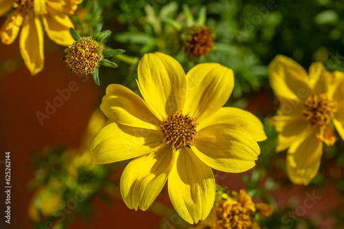 beautiful and big yellow flower with green leaves