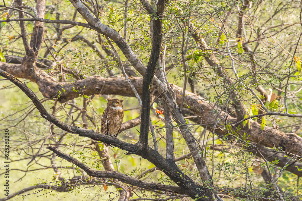 Fish eye owl