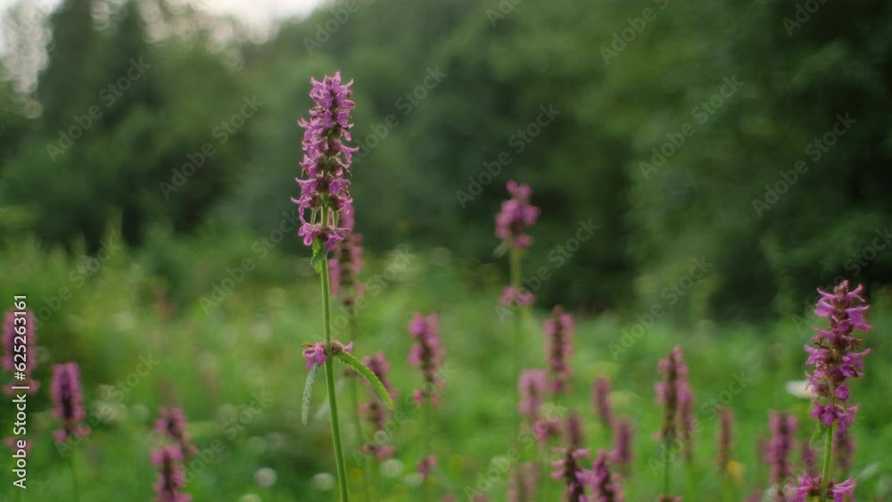 Field wild flowers flora summer background. Delicate purple flowers swaying in wind at warm morning summer day, beautiful bokeh. Nature, biology, fauna, environment, ecosystem concept. Selective focus Field wild flowers flora summer background. Delicate purple flowers swaying in wind at warm morning summer day, beautiful bokeh. Nature, biology, fauna, environment, ecosystem concept. Selective focus