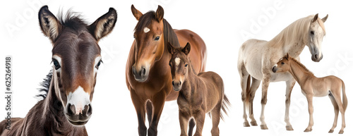 Set of different horses and foals. Close-up portrait of a foal. Horse and little foal together. Isolated on a transparent background. KI.