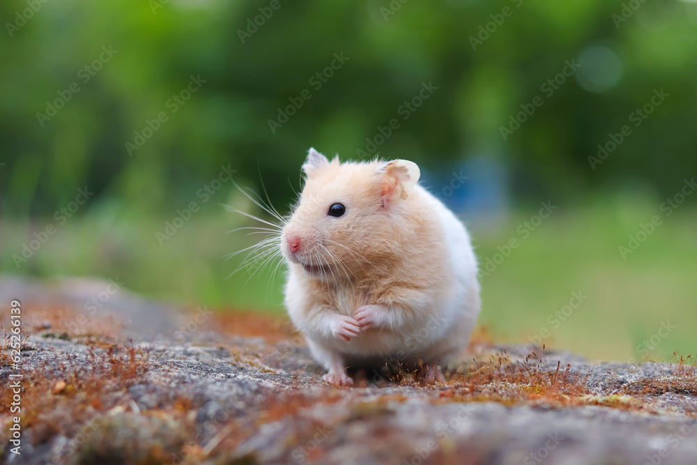 A fluffy hamster on a rock sits beautifully on its hind legs A fluffy hamster on a rock sits beautifully on its hind legs