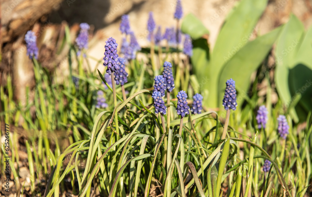 the bell shaped blossoms of armenian grape hyacinths the bell shaped blossoms of armenian grape hyacinths