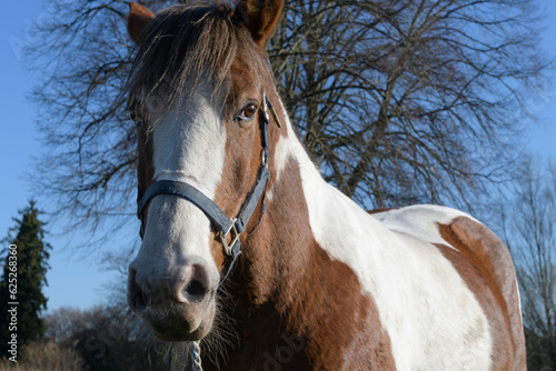 Portrait of a brown and white horse. Close up