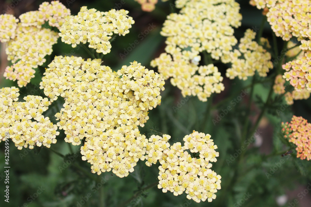 pink yarrow flowers on a natural green background pink yarrow flowers on a natural green background